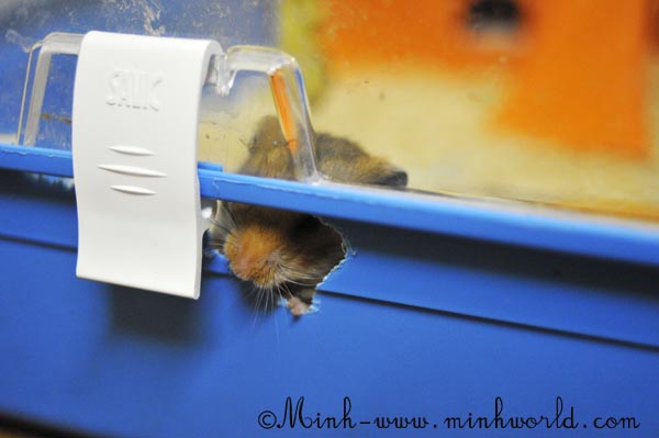 Hamster: I want to go out